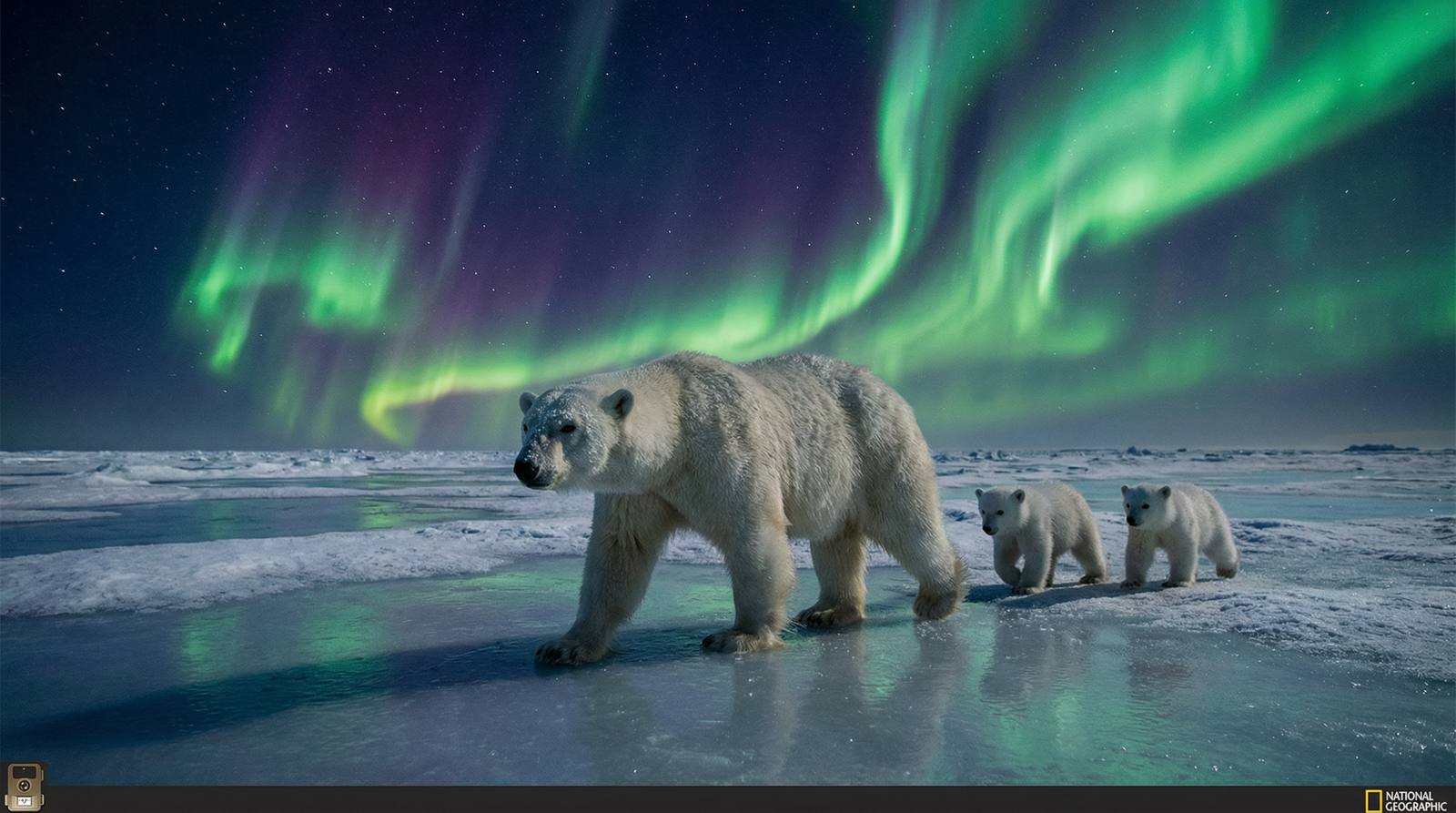 困困兔北极熊极光视频